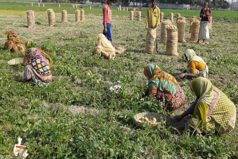 ジャガイモ市場価格の下落はrangpurの生産者を嫌う バングラデシュの最新情報 ニュース d News