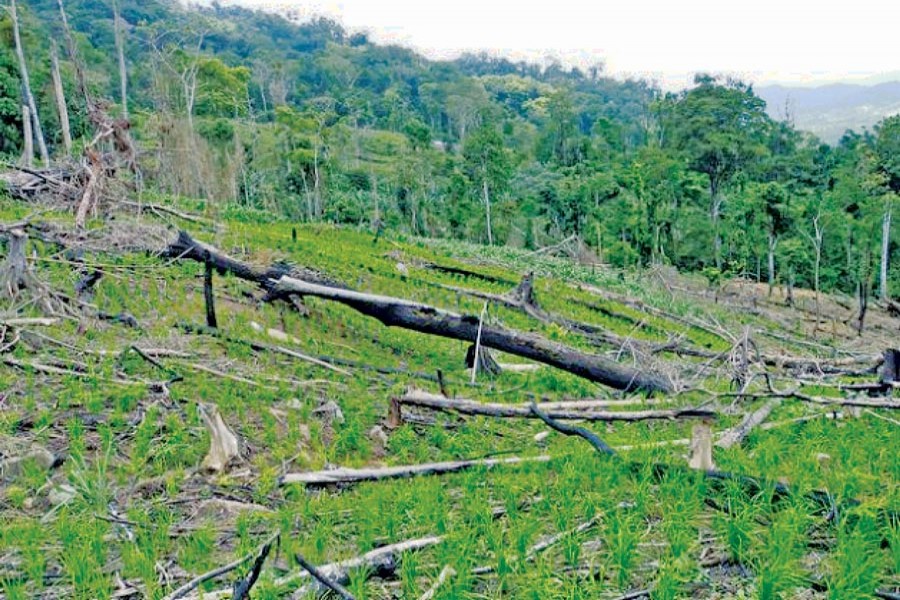 森林減少 土地劣化および地球温暖化 バングラデシュの最新情報 ニュース d News