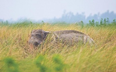 インド、象救出隊を送る