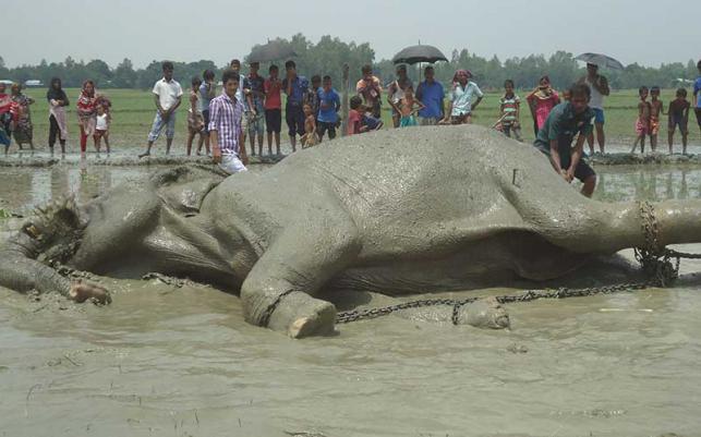 インドから来た象、死亡