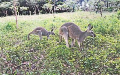 国内初の赤ちゃんカンガルー