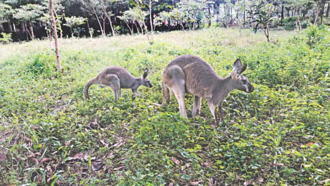 国内初の赤ちゃんカンガルー