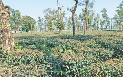 大企業が茶園へ投資