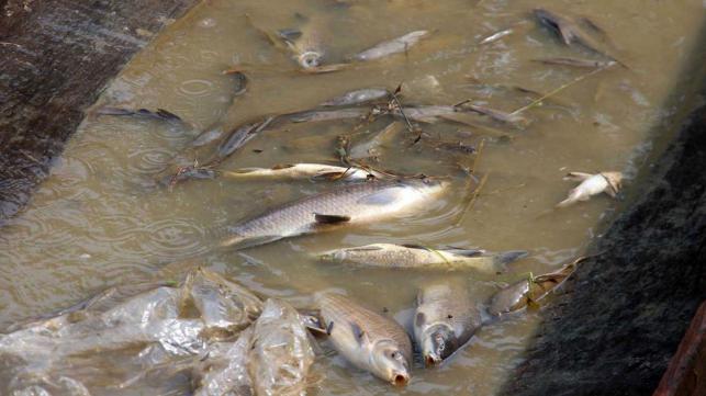4県で1200トンの魚の死骸