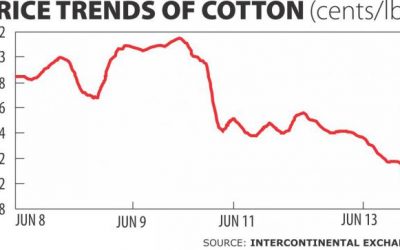 綿花輸入量増加の見込み