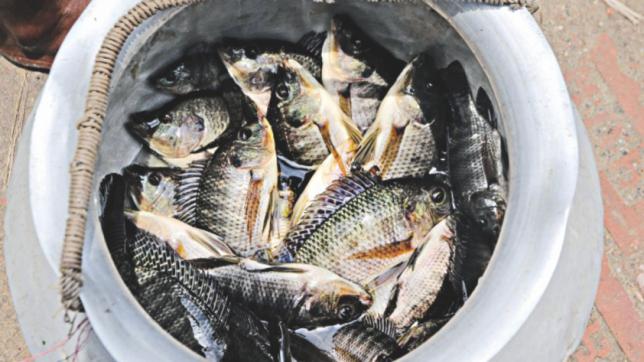 バングラデシュの魚革命