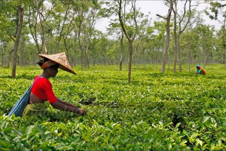 紅茶輸出で3.6億タカ