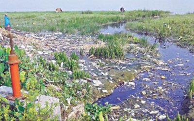 生物多様性が危機