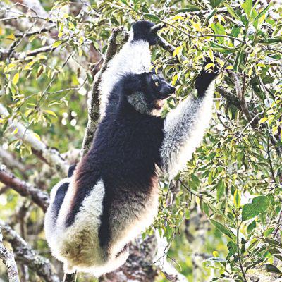 Lemursの誘惑