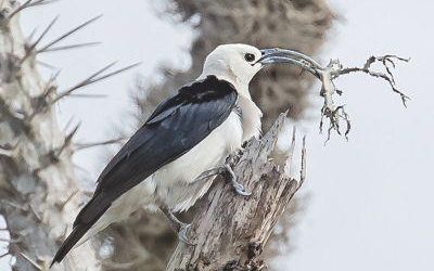 マダガスカルの鳥