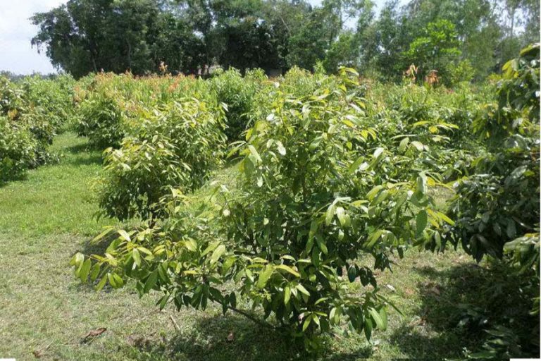 カッシア葉の商業栽培はRangpurの生産者にソルベンシーをもたらす
