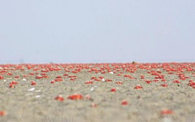 ベイの美しい島