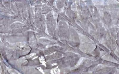 南極に2億8千万年前の化石林