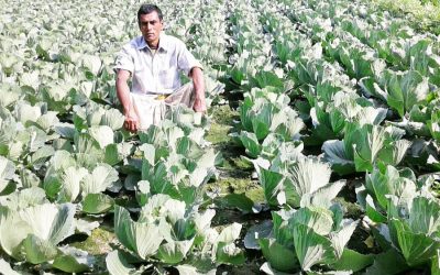 Rangpurで行われる冬の野菜栽培