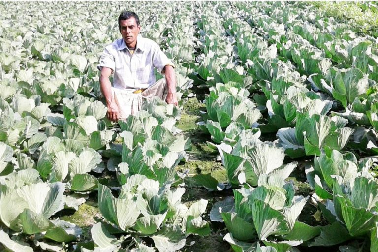 Rangpurで行われる冬の野菜栽培