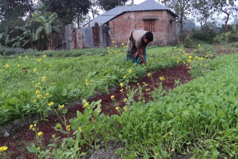 野菜の栽培は、ナトー周辺の農民に祝福をもたらす