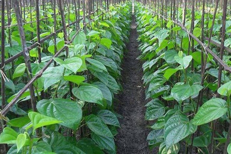 増加のMohanpur UZs、Bagmaraで生産された甘草の葉のための需要