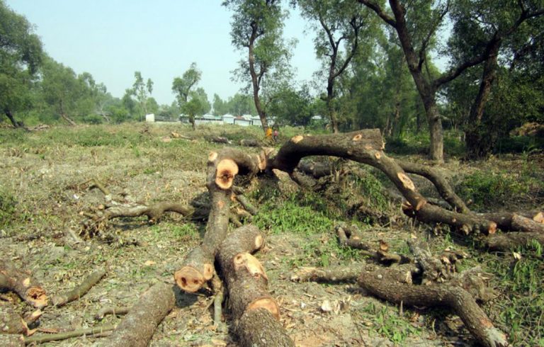 カラパラの森で200本の木が伐採された
