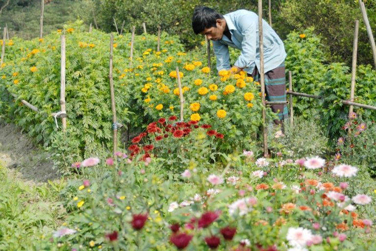 農家が花畑を世話します