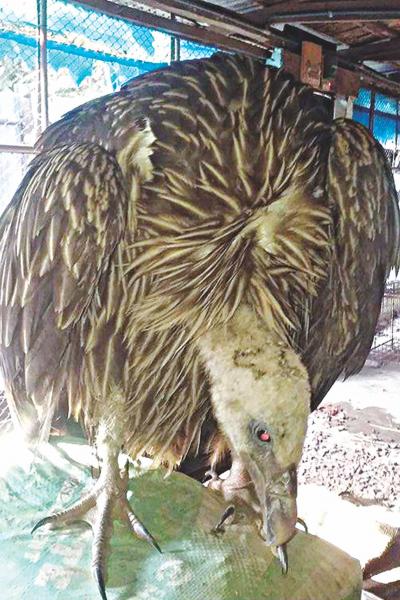 治療中の希少ヒマラヤのハゲワシ