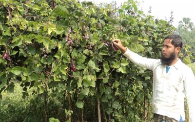 ナトレ豆の栽培者が利益を上げる
