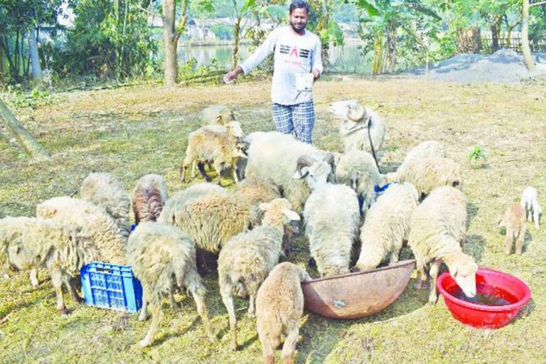 Joypurhatで急速に拡大している羊の飼育
