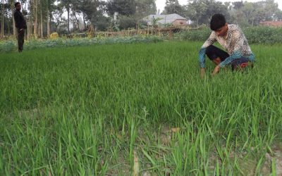 Joypurhatの農業者は良い小麦収量を目指す