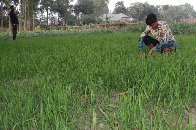 Joypurhatの農業者は良い小麦収量を目指す