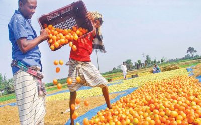 Rajshahiの農家は3つのワナジラでトマトを収穫して忙しい