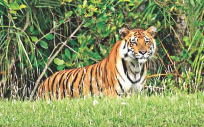 バングラデシュの野生動物の保護