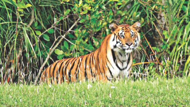 バングラデシュの野生動物の保護