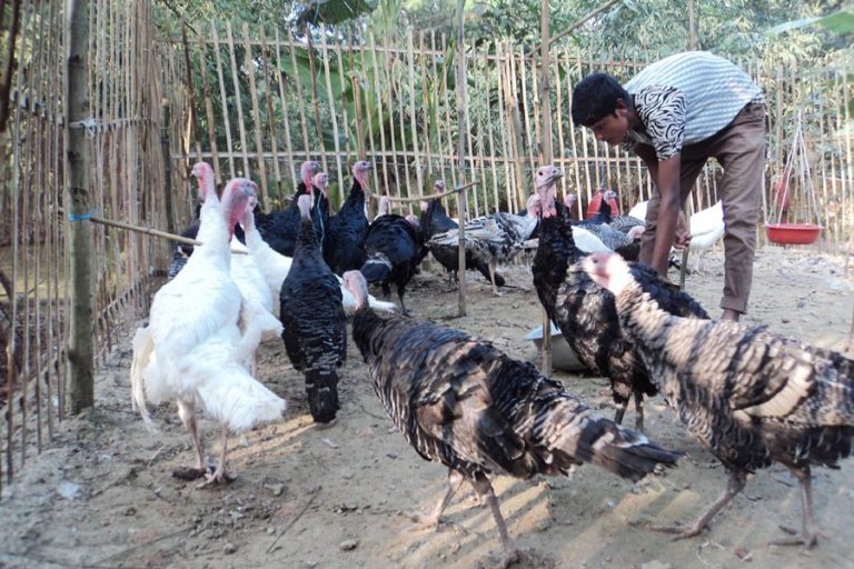 ホームベースの七面鳥の農家所有者はJoypurhatで多くを改善する