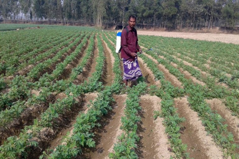 ジャガイモの栽培者がRangpurの疫病で襲う