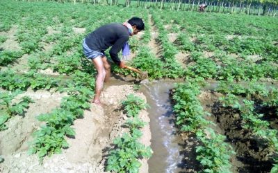 農家は、Rajshahiの市場価格が安いポテトの栽培に関心を失う