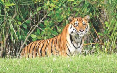 Sundarbans：密猟者のための安全な避難所