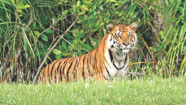 Sundarbans：密猟者のための安全な避難所