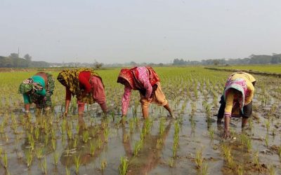 アマンの苗を植える女性農家のグループ