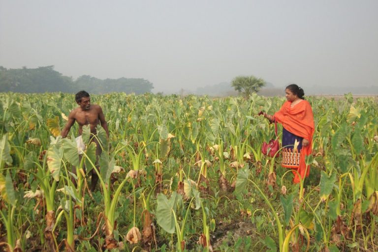 Gopalganj農家は水の柱を成長させることによって溶媒になる