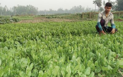 ホウレンソウの農業は、Sirajganjの3万人の限界的な農民のソルベンシーをもたらします
