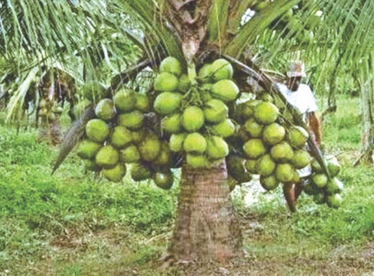 サイズ小、収量豊富の新ココナッツ