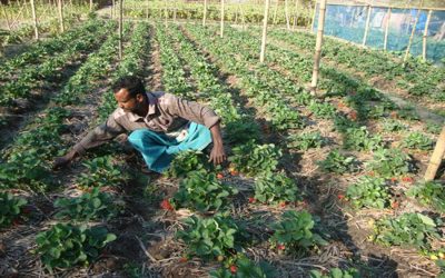 ストロベリー栽培はゴパルガン農家の間で新たな希望を生む