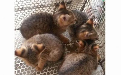 野生に解放された4匹の釣り猫の子猫