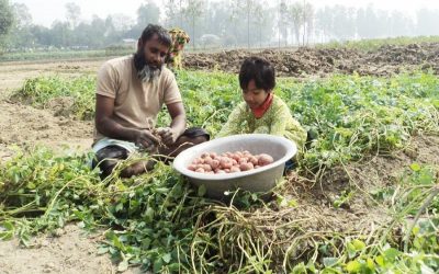 Bograでジャガイモの収穫が始まります