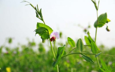 緑のエンドウ豆は植物で栽培される