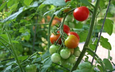 Maguraトマト栽培者がバンパー生産を達成