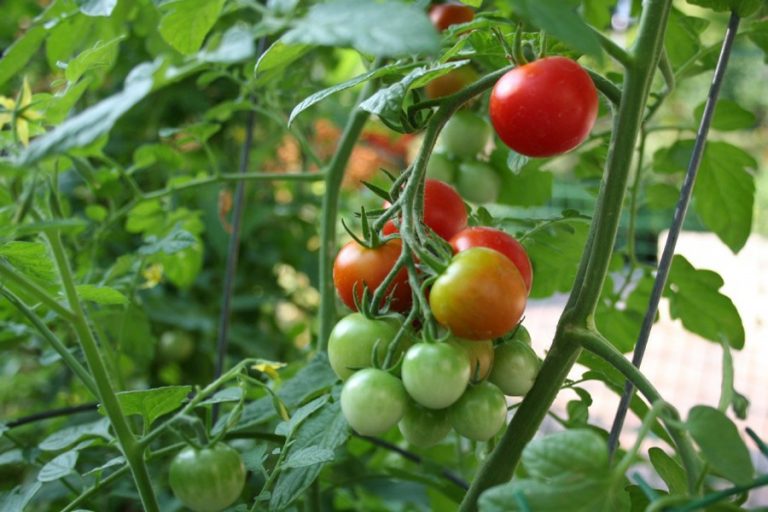 Maguraトマト栽培者がバンパー生産を達成