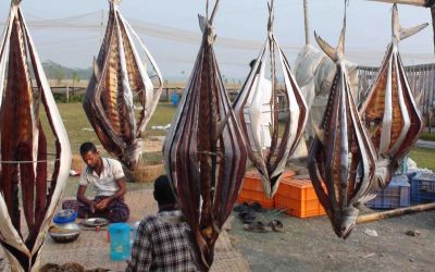 乾燥魚産業はPirojpurの村人に恩恵を与える