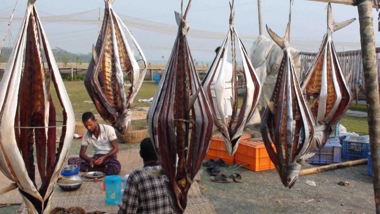乾燥魚産業はPirojpurの村人に恩恵を与える