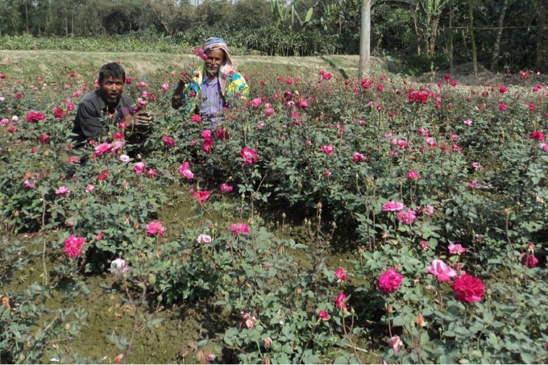 Bogra花の栽培者はTk 45m利益を期待しています