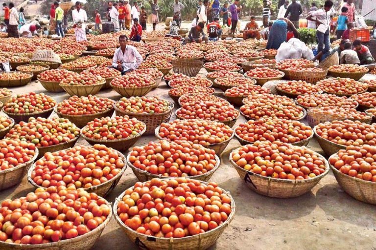 農家、トマトを捨値販売